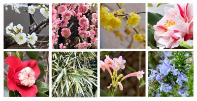 '25 さりげないものたち＜真冬から春先＞