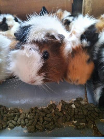 モルモット大接近