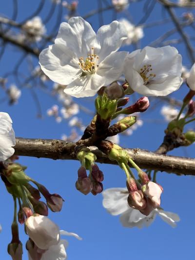 2025.4.4 金 ★京都桜★ 鴨川 祇園 円山公園 インクライン 哲学の道 清水寺