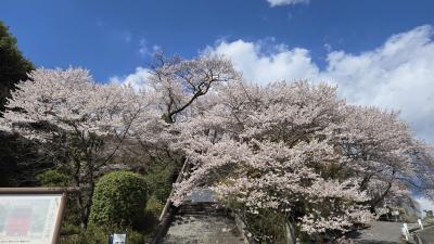 2025年4月4日～3泊4日で埼玉県～栃木県～群馬県で満開の桜を楽しみました　宇都宮泊（栃木編）