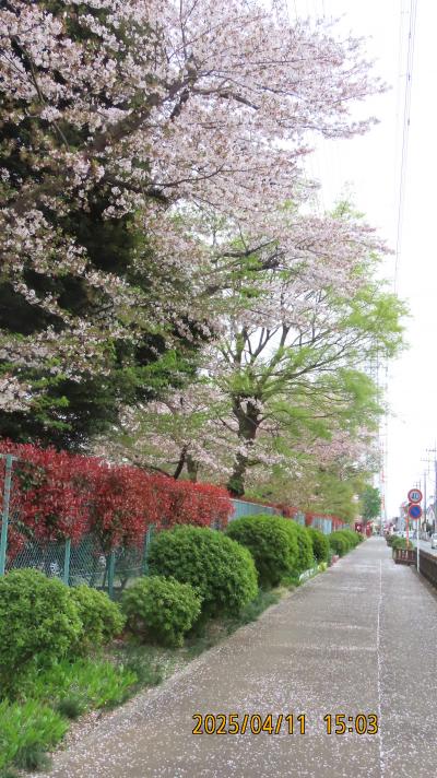 西鶴ケ岡地区にあるビバホーム横の通りを散策