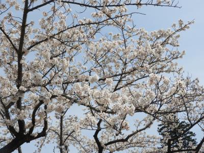 横浜市のこども自然公園で花見 