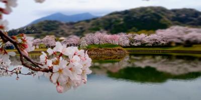 日本最大の研究学園都市で...お花見 ♪