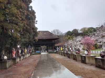 館林鯉のぼりの里とぶんぶく茶釜茂林寺拝観後幸手・権現堂桜祭り