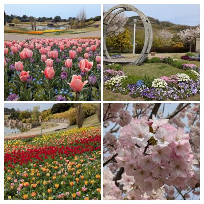 春景色が見たくて、花粉症が辛くなりにくい♪淡路島へ～