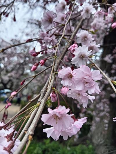 皇居乾通一般公開　最終日