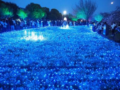 花と光のムーブメント@舎人公園　ネモフィラの海に星が降る☆可愛い八重桜も見頃でした♪
