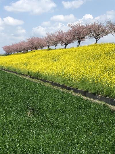 思川桜と明治時代のレンガ窯
