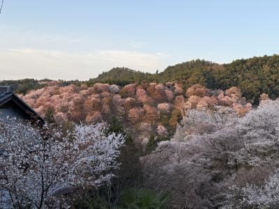 ピンクに染まる山、桃源郷で夢心地