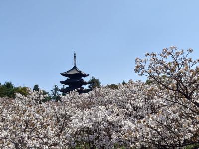 2025年花見第三弾～仁和寺御室桜
