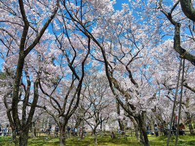 伊那路２０２５桜　【１】高遠城址公園１