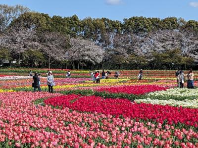 船津屋ランチと九華公園・なばなの里花めぐり