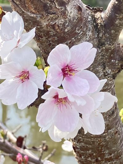 2025.4.7 月曜日 ★京都桜★ 背割提・前川提・伏見港。山科疎水・東寺 PART1