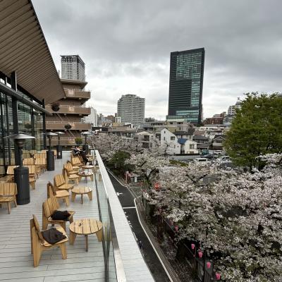 2025年春、"目黒川の桜"③/完 4月6日（月）朝・小雨。"Starbucks Reserve Roastery" で、今年の桜を見納め！