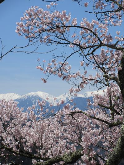 天下一の高遠城址の桜　バックに中央アルプスの残雪
