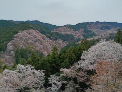 吉野山の桜は満開しかし高見の郷の枝垂れ桜は1分咲き
