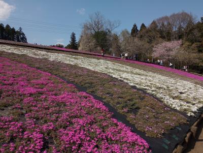 羊山公園の芝桜と清雲寺の枝垂れ桜を見に秩父市へ