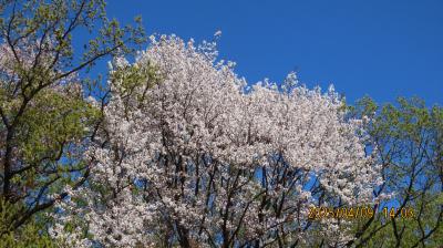 森のさんぽ道で見られた山桜と蝶