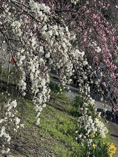 念願の花桃を見に 4トラ女子会