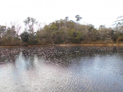 さくらとオタマ