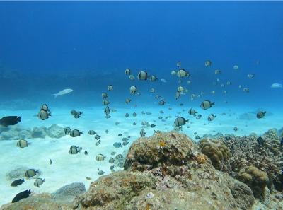 ソロトラベラー(那覇)♯514