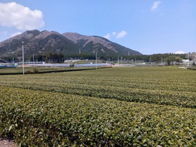 【2025 四日市へ花見旅 1】えっ、ここも四日市？宮妻峡、お茶畑をぶらり…そして今宵の宿へ