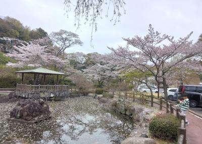 義父の7回忌と常磐の桜