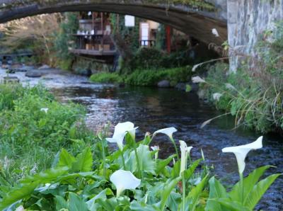 公共交通機関で行く！新春三島旅&#9825;三嶋大社＊佐野美術館＊Onigiri DARUMA＊柿田川公園