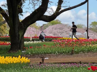 昭和記念公園の見頃を迎えたチューリップ。