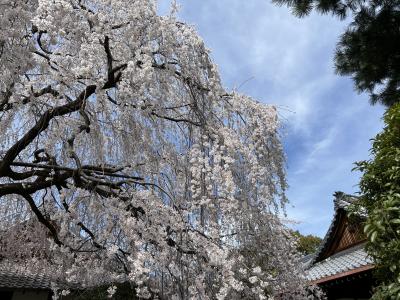 ソメイヨシノでなくしだれ桜に徹した京都花見紀行（2025年3月）（Day2)