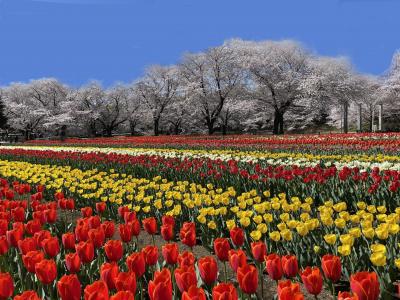深谷グリーンパーク(桜とチューリップ&パンジーの競演)