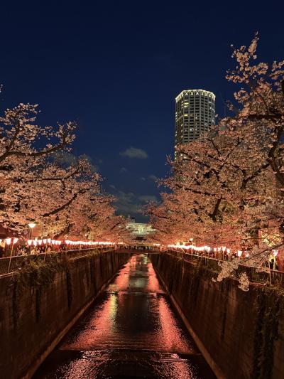 都内昼飲みハシゴ酒とほろ酔い中目黒夜桜見学！