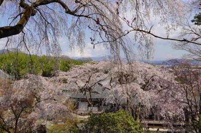 2025年4月・京都桜散歩　その２西側～借景も楽しむ（嵐山公園・天龍寺・二尊院・仁和寺）