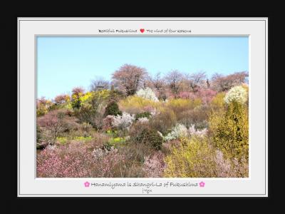 ◆桃源郷は福島にあり・百花繚乱の花見山～花の谷&生け花の里編
