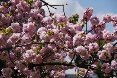 20250415-2 汐留 染井吉野の時季を過ぎた浜離宮庭園は、八重桜と里桜の季節を迎える