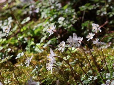 バイカオウレン・高知県立牧野植物園 / 鰻料理むなぎん(南国市)....._暖かいかな2月の高知_05