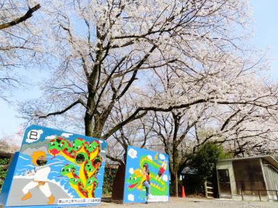 花見は近所の公園から動物園にシフト～勢いがなかった近所の公園の桜＆コツメカワウソの赤ちゃんの成長も楽しみだった智光山公園こども動物園での花見