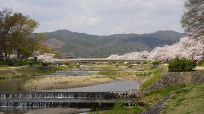 2025年4月・京都桜散歩　その３真ん中～並木と一本桜（六角堂・上賀茂神社・半木の道・西陣あたり）