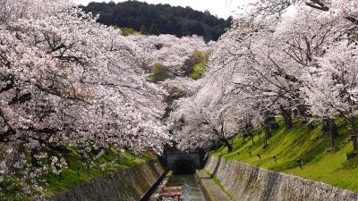 桜の琵琶湖疎水、三井寺 琵琶湖ホテル 滋賀京都桜旅3