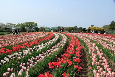 和泉リサイクル環境公園へチューリップを見に行きました（2025年4月16日）