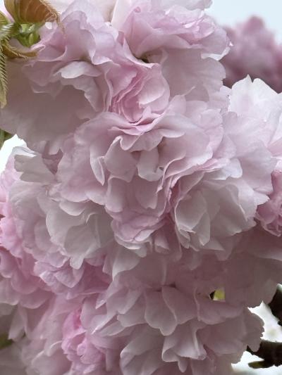 造幣局のサクラ