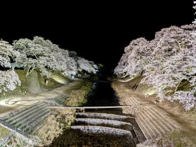 《2025.April》あみんちゅぶらり淡海を歩く旅そのLVII甲賀~鮎河(あいが)の千本桜ライトアップ編~