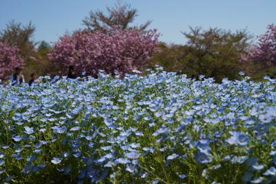 20250416-1 舎人公園 ネモフィラ咲いてるってんで行ってみると、八重桜もえぇ感じに