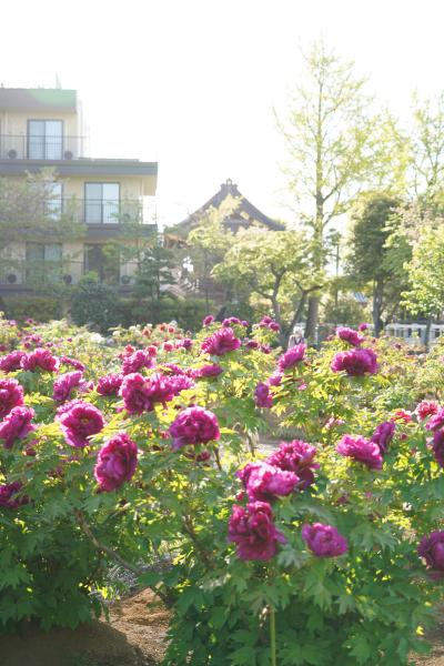 20250416-3 大師前 西新井大師では、八重桜に咲き始めの藤棚に、何といってもぼたん園かな