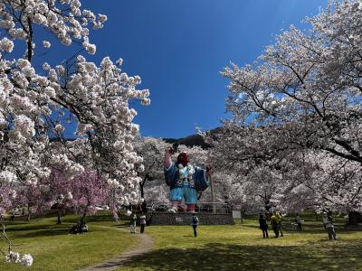 伊東園ホテルズ開拓　リバーサイド上田館　春の花々の競演　その２