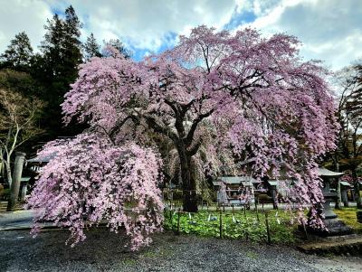 シニアトラベラー！福島の桜満喫の旅①