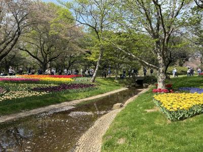 日本のキューケンホフ！　昭和記念公園のチューリップ