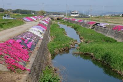 桜のあとはシバザクラ♪　～稲美町の草谷川河川敷に咲いてるよ～