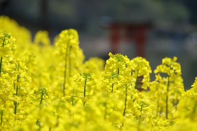 黄色の世界♪　～加古川市の棚田の菜の花～