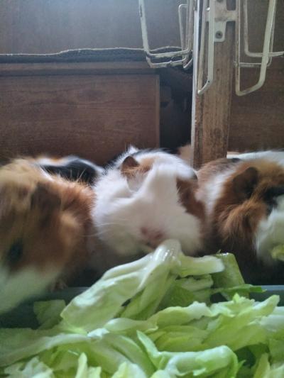 20250418モルモット祭り